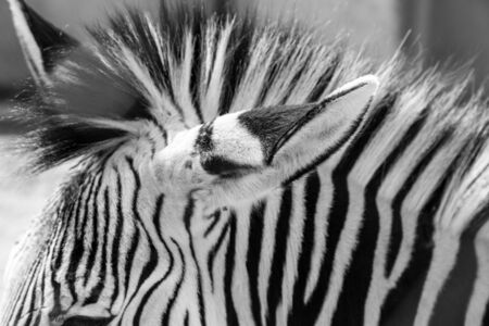 zebra stripesの写真素材