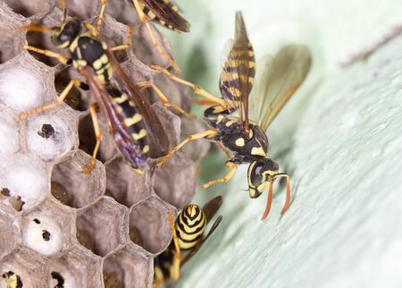 Wasps. の写真素材