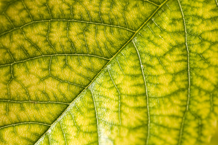 Leaf in the nature. 