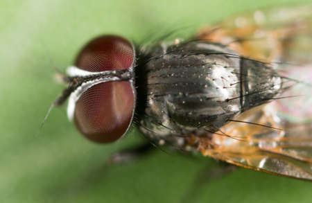 fly. closeの写真素材