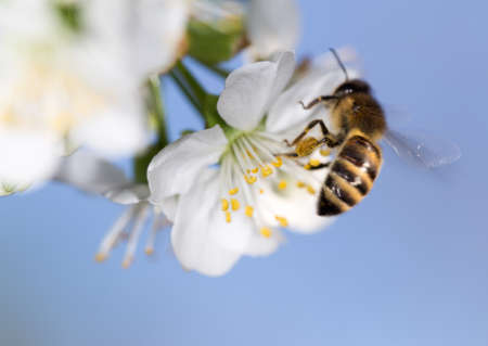 bee on a white flower on a tree. close