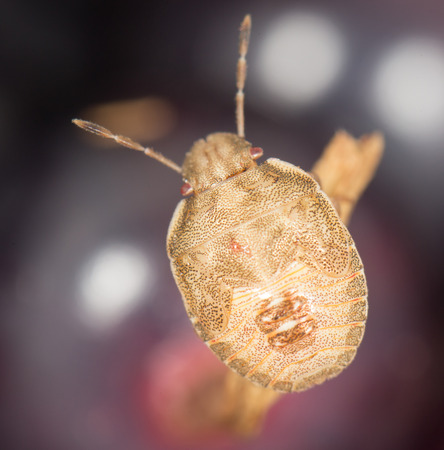 bug on a berry. close