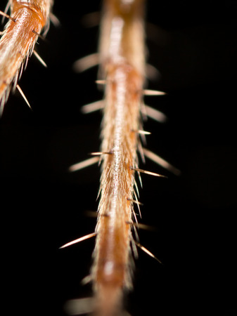 foot spider. closeの写真素材