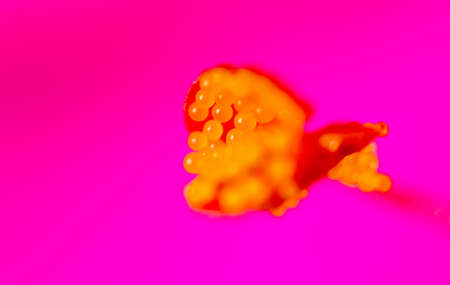 pollen on a flower. Super Macroの写真素材