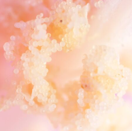 pollen in flower. super macroの写真素材