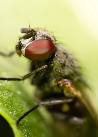 fly. closeの写真素材
