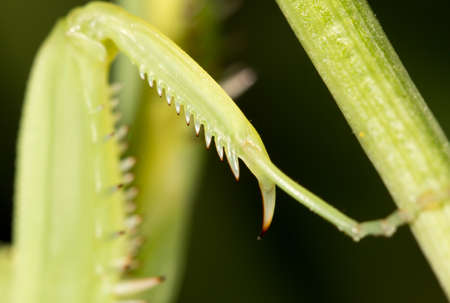 foot mantisの写真素材