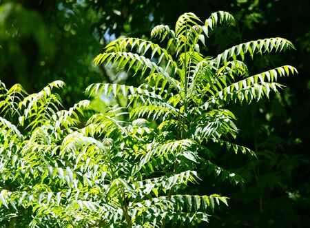 green leaves on the branches of a tree in nature