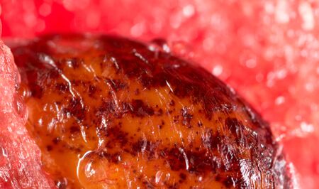 watermelon seeds. Super Macroの写真素材