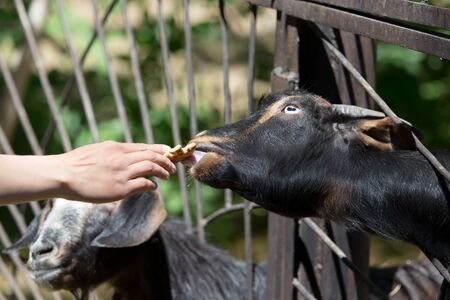 Goat behind a fence at the zooの写真素材