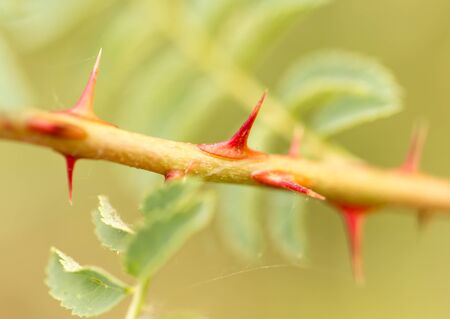 thorns on the plant. closeの写真素材
