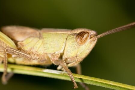 Grasshopper. super macroの写真素材