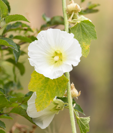 beautiful white flower in natureの写真素材