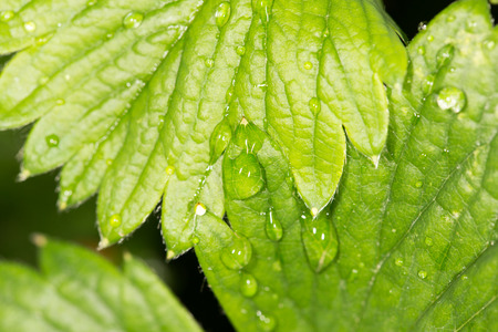 strawberry leaf with rain drops. close-upの写真素材