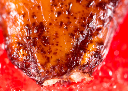 watermelon seeds. Super Macroの写真素材