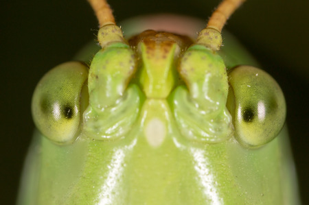 Grasshopper. super macroの写真素材