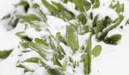 snow on raspberry leaf springの写真素材