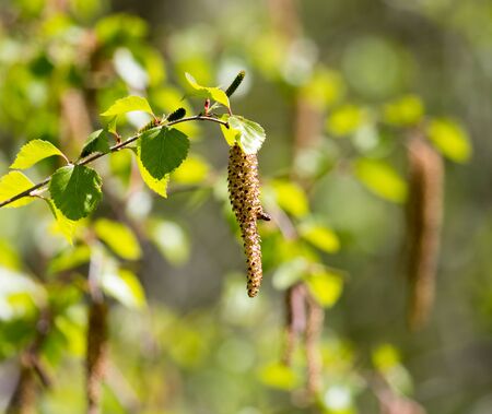 flowers on the birch tree in natureの写真素材