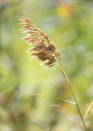 stalks of grass on the natureの写真素材