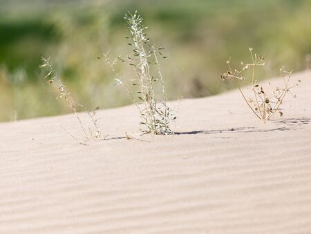 plants in the sand in the desertの写真素材