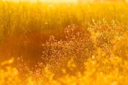 plant on the background of sunset
