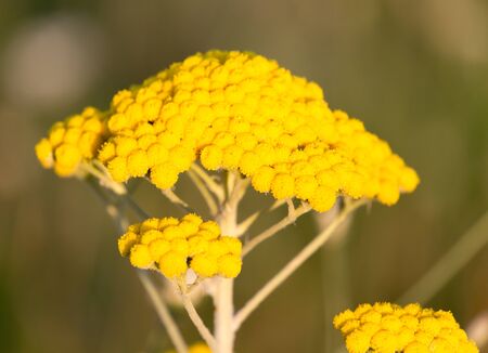 yarrow yellow flower in natureの写真素材