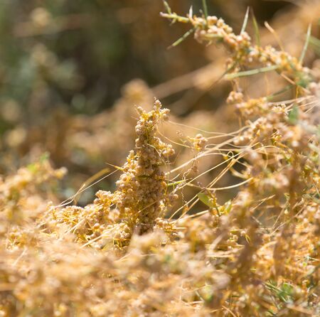 yellow grass on the nature of the parasite