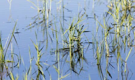 reeds on the water in the lake in natureの写真素材