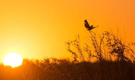 beautiful sunset as a backdropの写真素材