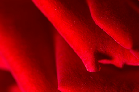 red rose as a background. close
