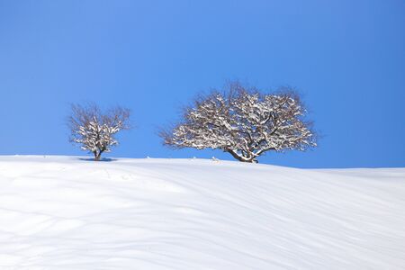 tree in the snow against the blue sky