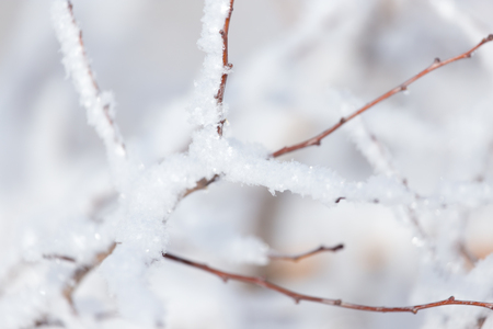 snow on the branches of a treeの写真素材