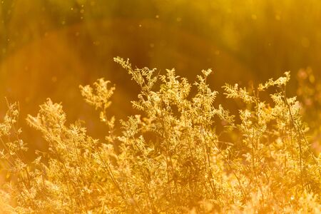 plant on the background of sunsetの写真素材