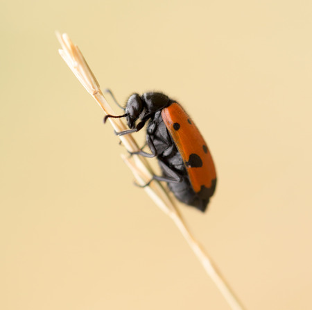 Red beetle on nature. closeの写真素材