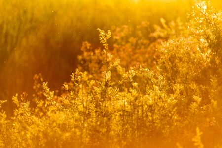 plant on the background of sunsetの写真素材