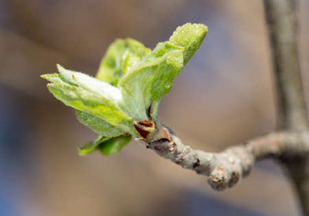 young leaves on a tree branch