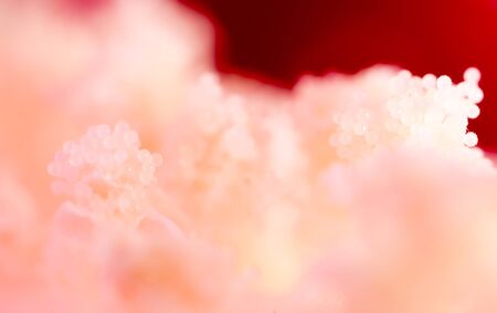 pollen in flower. super macroの写真素材