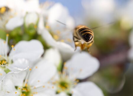 bee on a white flower on a tree. closeの写真素材