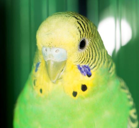 parrot