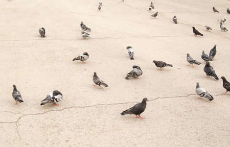 dove on the roadの写真素材