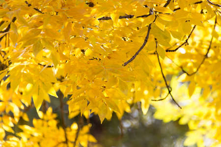 beautiful leaves on the tree in autumnの写真素材