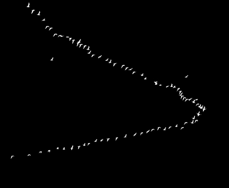 flock of birds on a black backgroundの写真素材