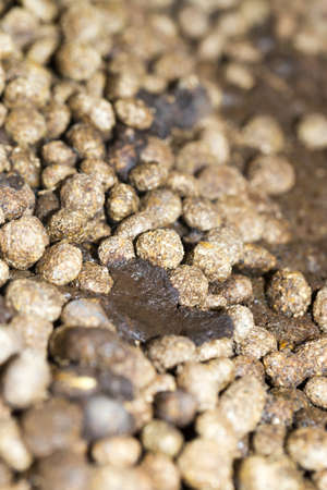 rabbit droppingsの写真素材