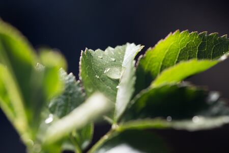 beautiful leaves on the bush in the spring nature