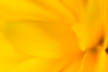 yellow flower in nature. super macroの写真素材