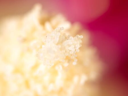 pollen in flower at nature. super macroの写真素材