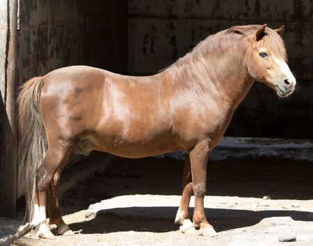 Portrait of a horse at the zooの写真素材