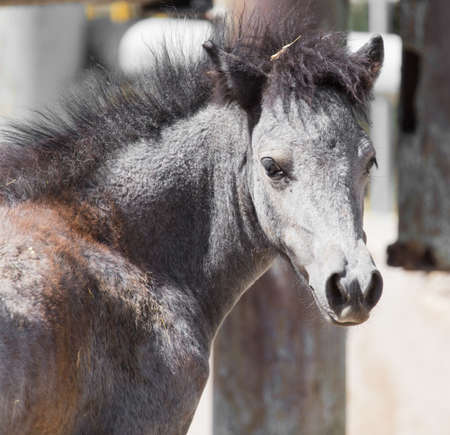 Portrait of a horse at the zooの写真素材