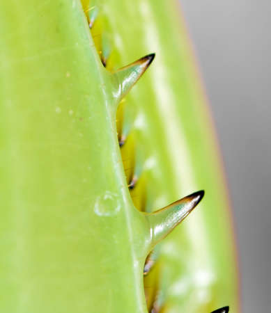 paw mantis. super macroの写真素材