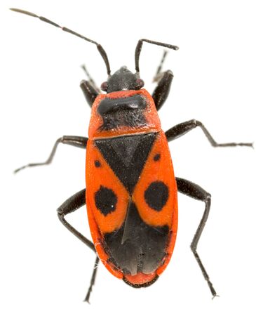 Red beetle on a white background. super macroの写真素材